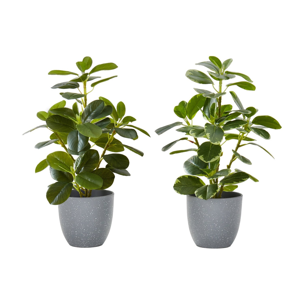 Artificial Ficus Elastica Plant Set of 2, 14 Inch Tall Indoor Decorative Greenery with Grey Cement-Look Pots, Plastic Faux Green Leaves Media 1