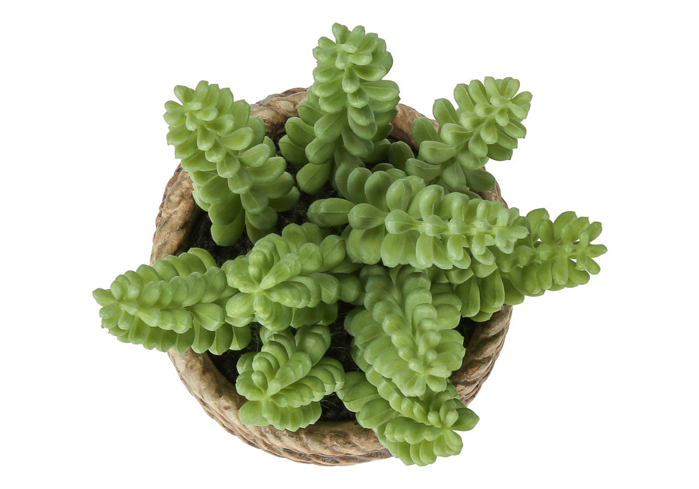 Artificial Plant, Set Of 2, 7' Tall, Succulent, Table, Brown Cement Pots, Contemporary, Modern Media 3