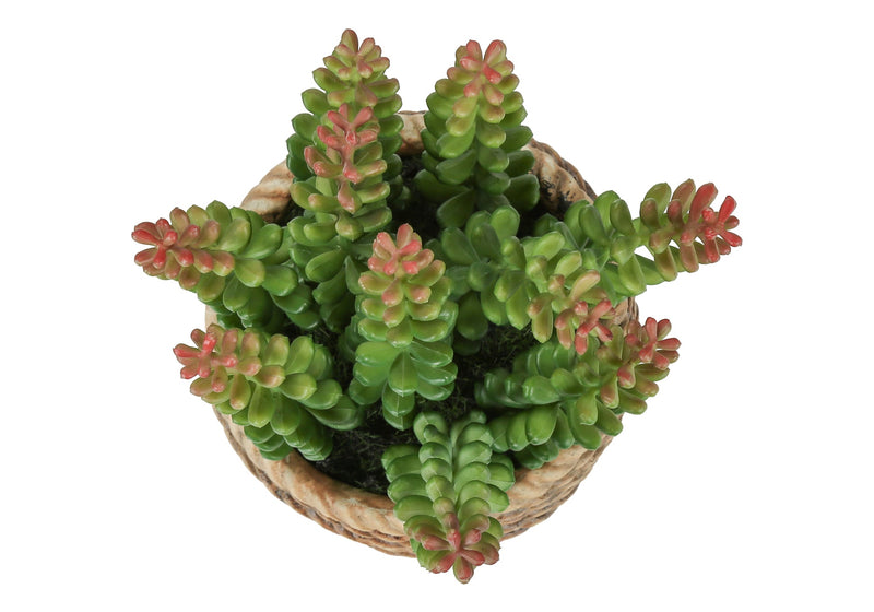 Artificial Plant, Set Of 2, 7' Tall, Succulent, Table, Brown Cement Pots, Contemporary, Modern