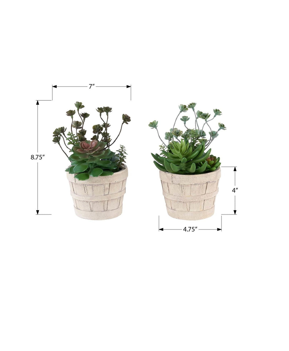 Artificial Plant, Set Of 2, 9' Tall, Succulent, Table, Beige Cement Pots, Contemporary, Modern Media 7