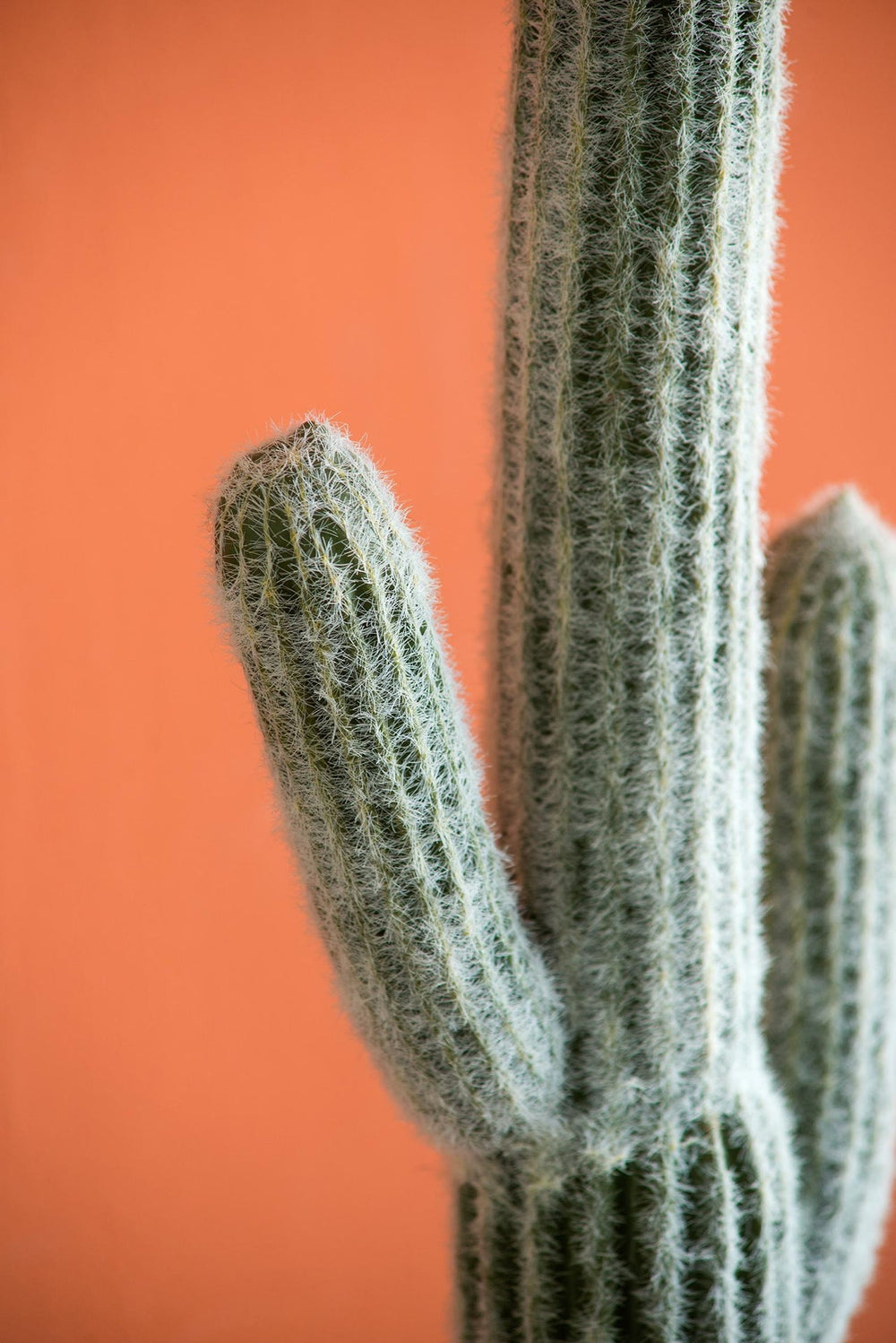 8x5x24.5'H Artificial Saguaro Cactus in Black Pot Media 4